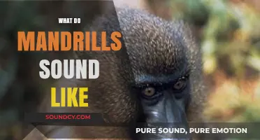 Unveiling the Unique Vocalizations: What Do Mandrills Sound Like?