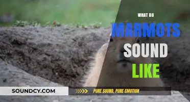 Unveiling the Unique Whistle: What Do Marmots Sound Like?