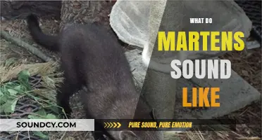 Unveiling the Unique Vocalizations: What Do Martens Sound Like?