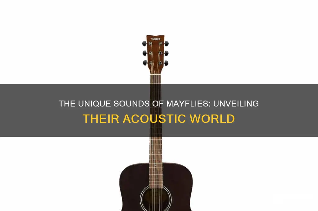 what do mayflies sound like