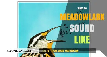 Discover the Enchanting Songs of Meadowlarks: A Sonic Journey