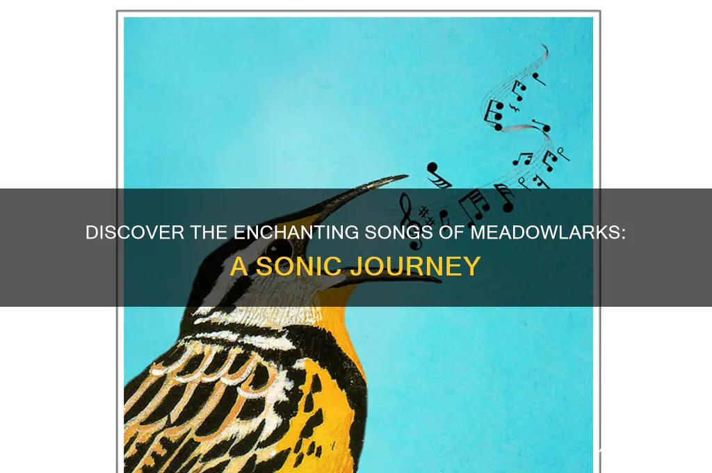what do meadowlark sound like
