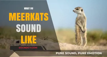 Discover the Unique Vocalizations: What Do Meerkats Sound Like?