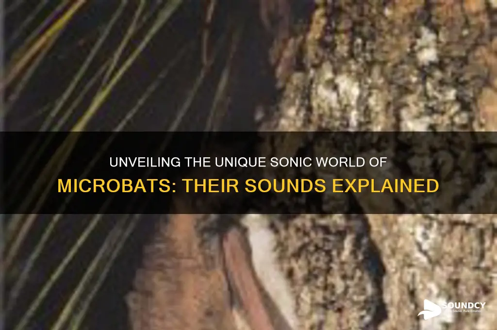 what do microbats sound like