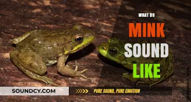 Unveiling the Unique Vocalizations: What Do Mink Sounds Like?