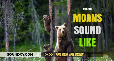Decoding Moans: Understanding the Sounds and Meanings Behind Them