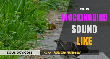 Exploring the Unique and Varied Sounds of Mockingbirds in Nature