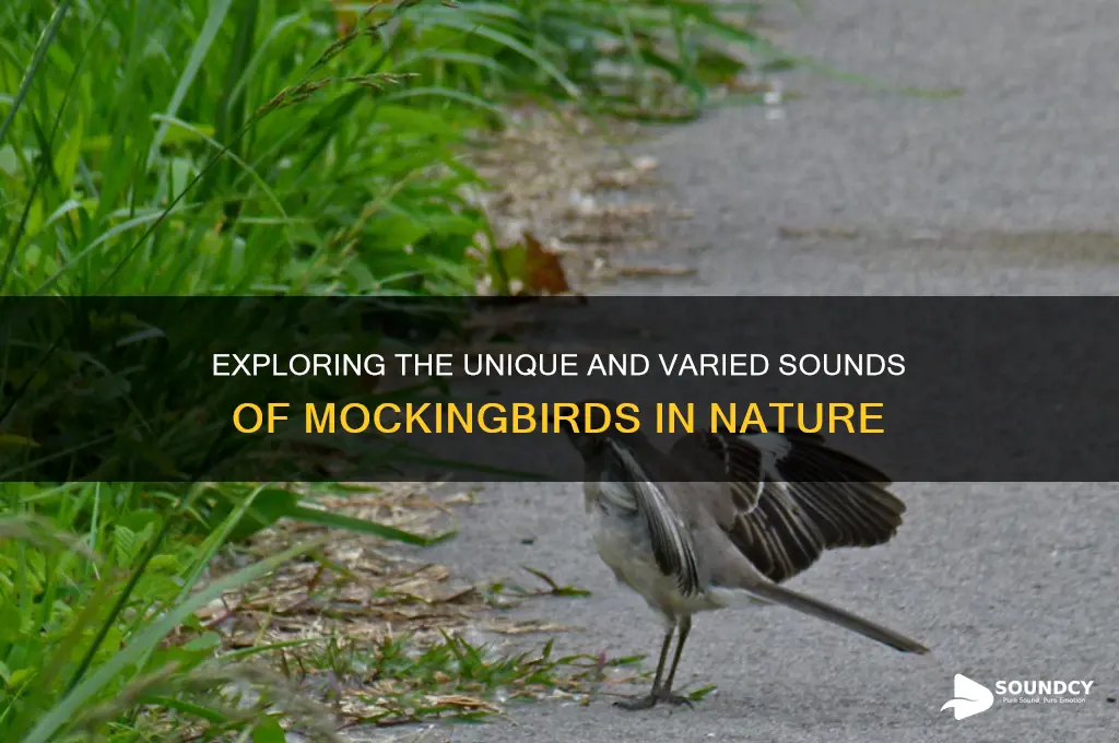 what do mockingbird sound like