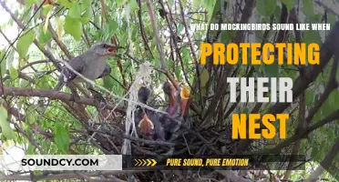 Guardians of the Nest: The Fierce Melodies of Mockingbirds