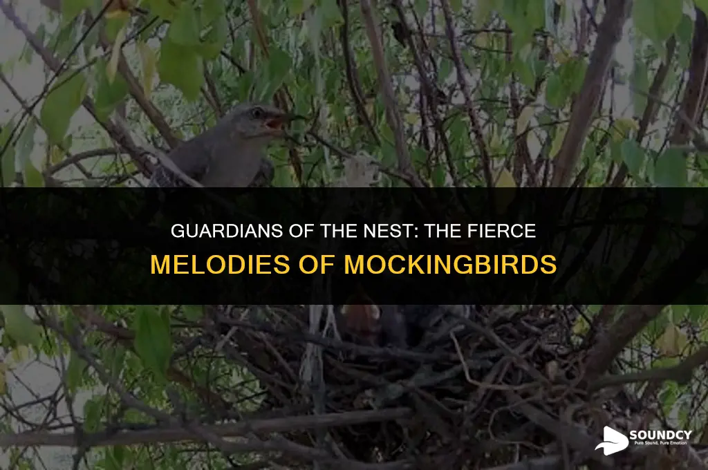 what do mockingbirds sound like when protecting their nest