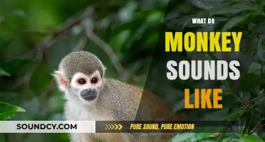 Unveiling the Unique Vocalizations: What Do Monkey Sounds Really Sound Like?