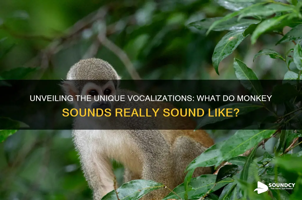 what do monkey sounds like