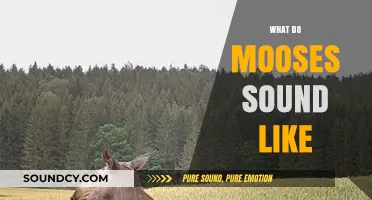 Unveiling the Unique Vocalizations: What Do Moose Sound Like?