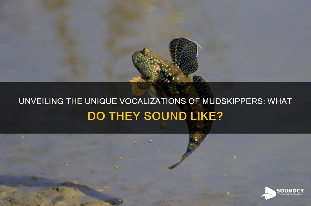 what do mudskippers sound like