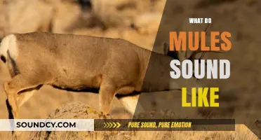 Unveiling the Unique Vocalizations: What Do Mules Sound Like?