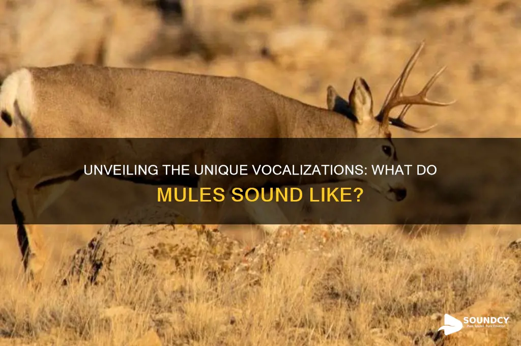 what do mules sound like