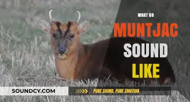 Unveiling the Unique Calls: What Do Muntjac Deer Sound Like?