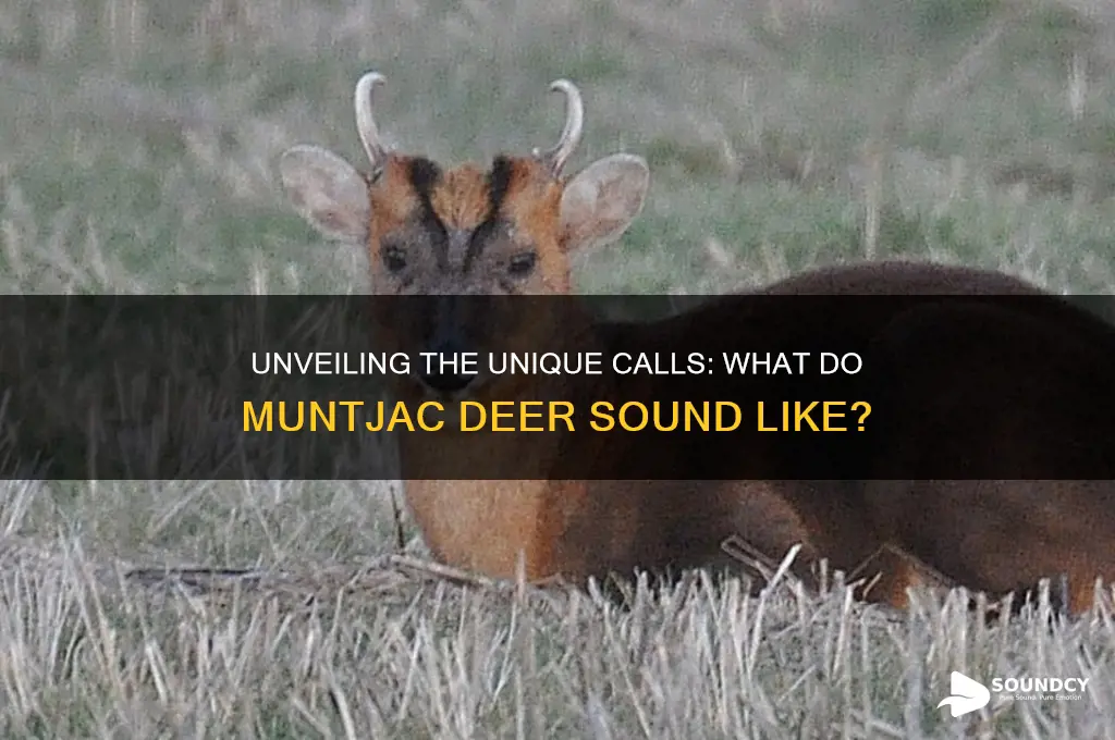 what do muntjac sound like