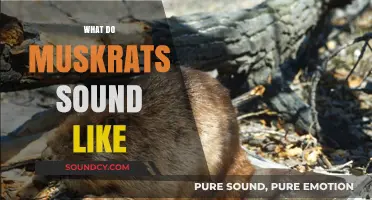 Unveiling the Unique Vocalizations: What Do Muskrats Sound Like?