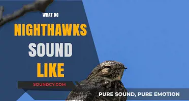 Unveiling the Mystical Calls: What Do Nighthawks Sound Like?
