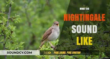 The Enchanting Melodies of Nightingales: A Guide to Their Songs