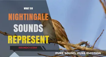 Decoding Nightingale Sounds: Symbolism, Meaning, and Cultural Significance Explored