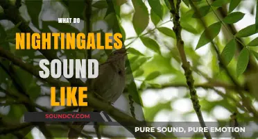 Discover the Enchanting Melodies: What Do Nightingales Sound Like?