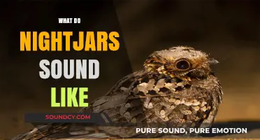 Unveiling the Mysterious, Haunting Calls of Nightjars in the Wild