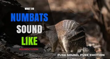 Unveiling the Unique Vocalizations: What Sounds Do Numbats Make?