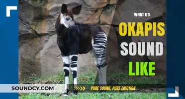 Unveiling the Mysterious Sounds of Okapis: A Vocal Exploration