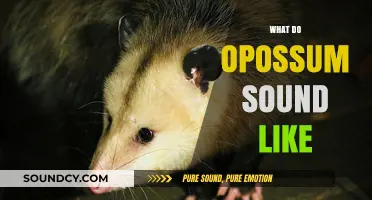 Unveiling the Mysterious Sounds of Opossums: What Do They Sound Like?