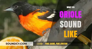 Discover the Unique and Enchanting Sounds of Orioles in Nature