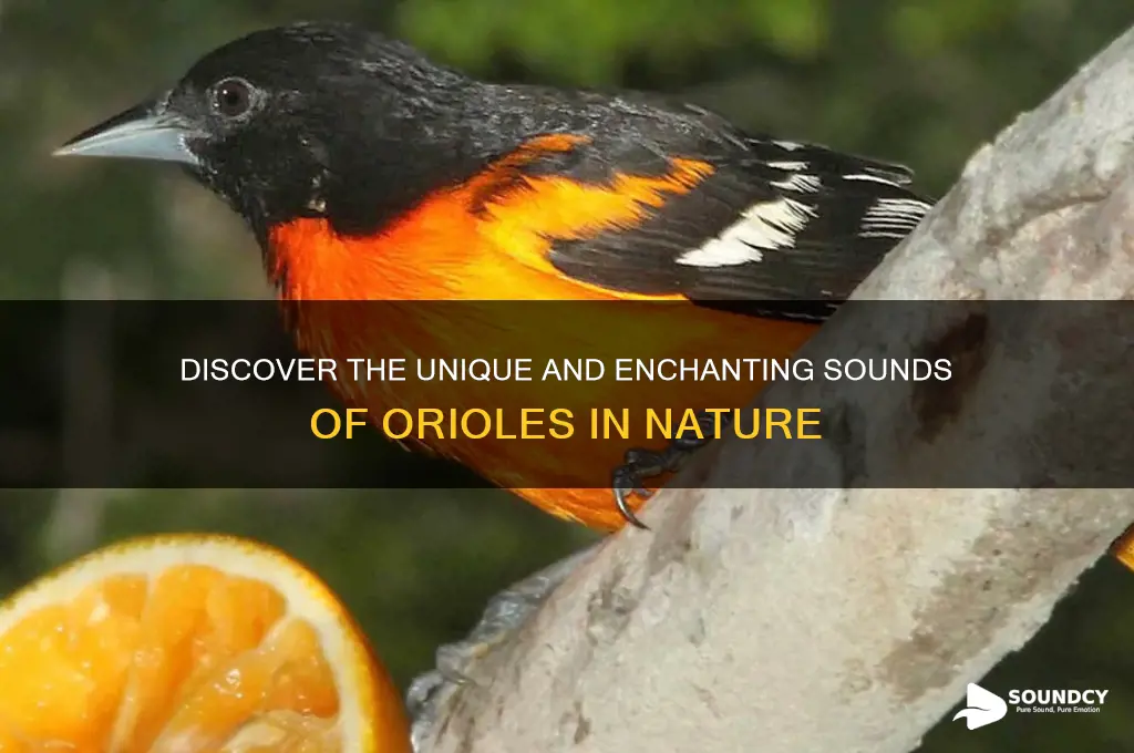 what do oriole sound like