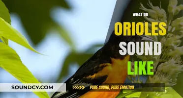 Discover the Unique and Enchanting Songs of Orioles in Nature