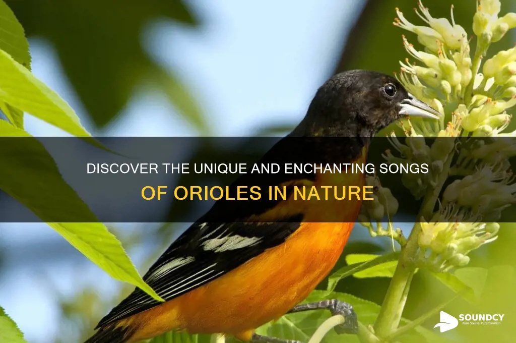 what do orioles sound like