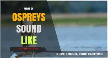 Discover the Unique Calls and Sounds of Ospreys in the Wild