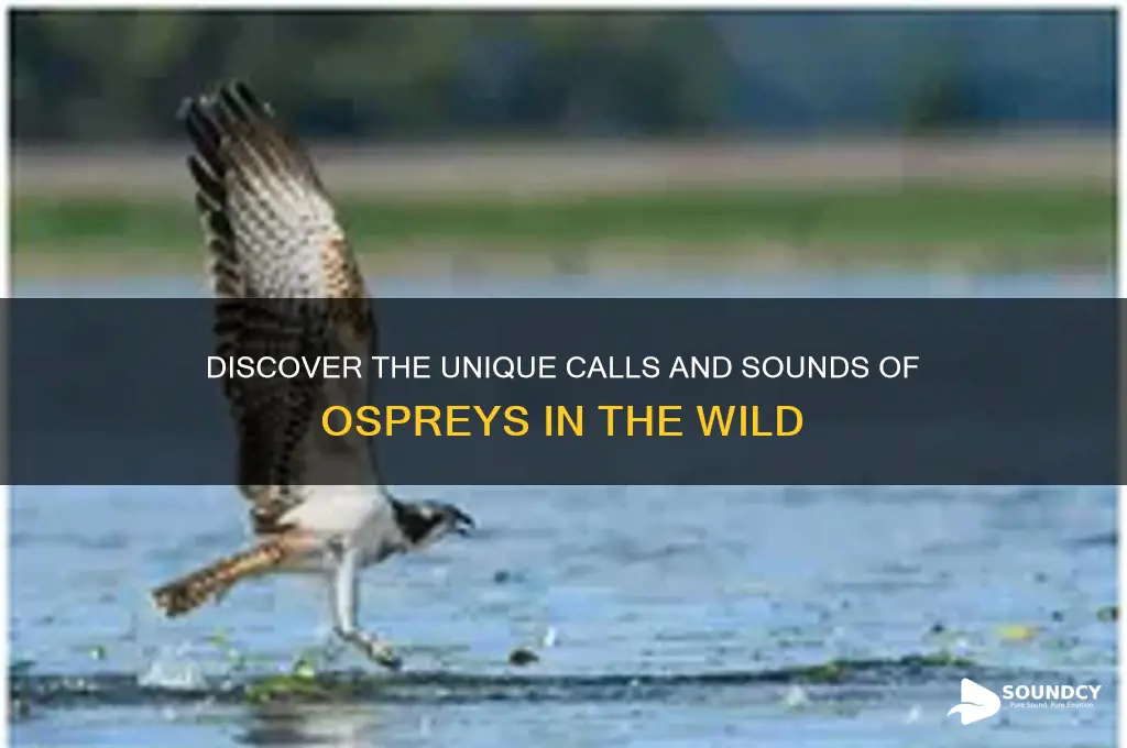 what do ospreys sound like