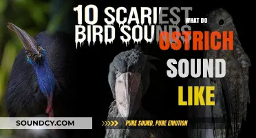 Unveiling the Unique Vocalizations: What Do Ostriches Sound Like?