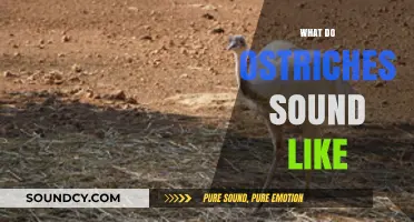Unveiling the Unique Vocalizations: What Do Ostriches Sound Like?