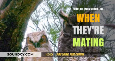 The Surprising Serenade: Owl Mating Calls Unveiled