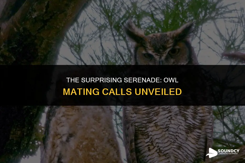 what do owls sound like when they