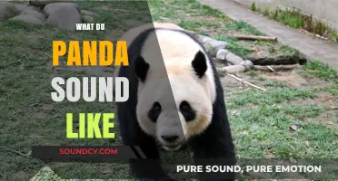 Unveiling the Unique Vocalizations: What Do Pandas Sound Like?