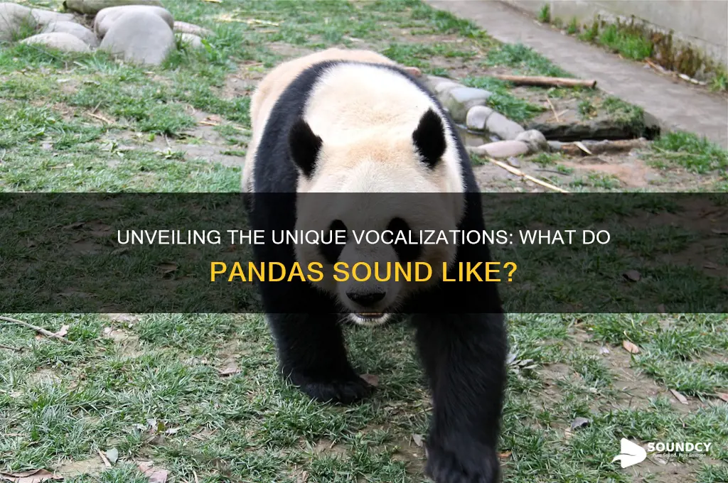 what do panda sound like