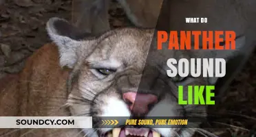 Unveiling the Mysterious Roars: What Do Panthers Sound Like?