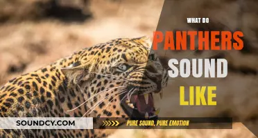 Unveiling the Mysterious Vocalizations of Panthers: What Do They Sound Like?