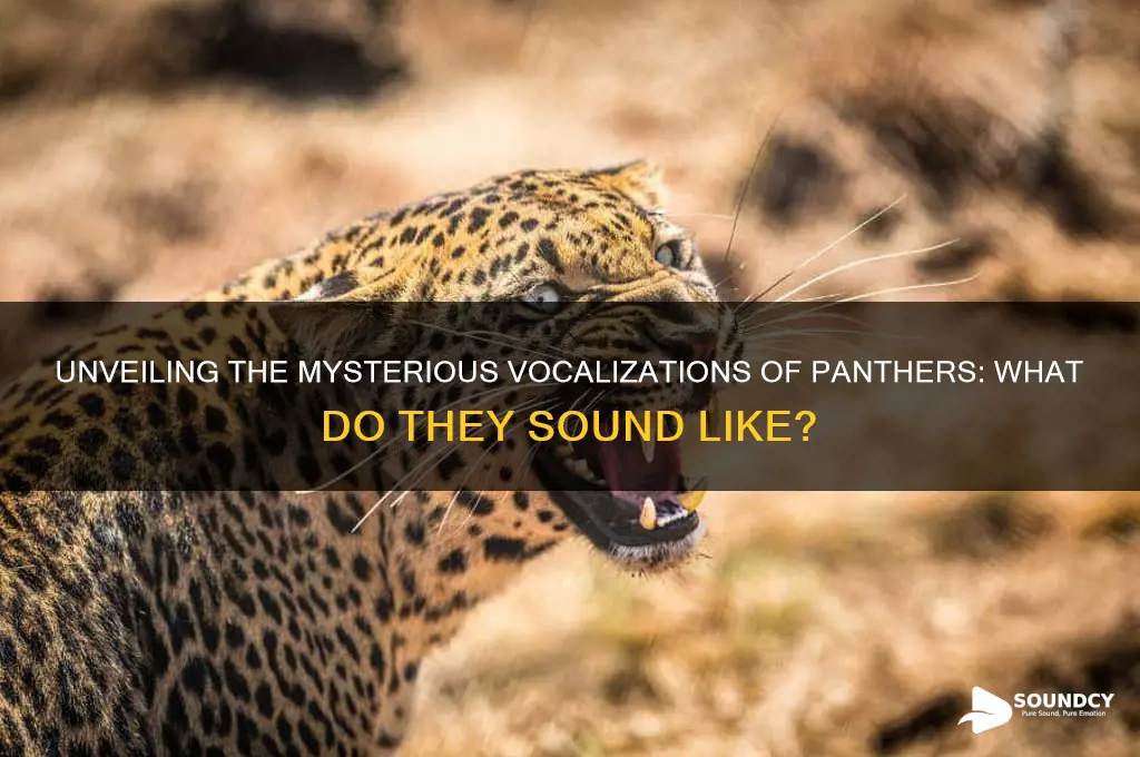 what do panthers sound like