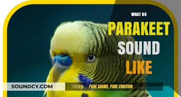 Discover the Unique Sounds and Chirps of Parakeets