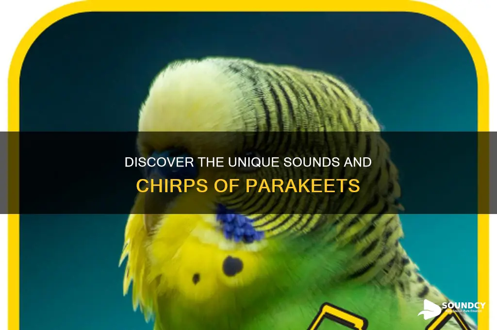 what do parakeet sound like