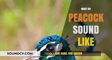 Unveiling the Unique Vocalizations: What Do Peacocks Sound Like?