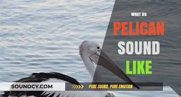 Unveiling the Unique Calls: What Do Pelicans Sound Like?